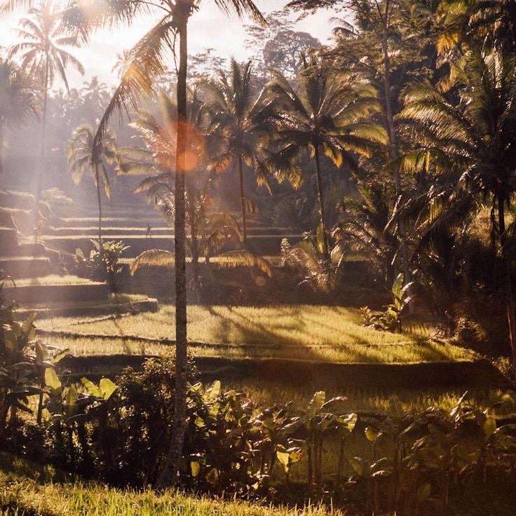 Family terraces and cafés for calm evenings in Greenwich